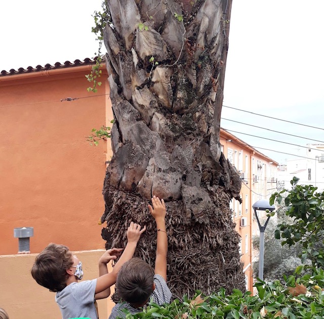 1r Palmera 1