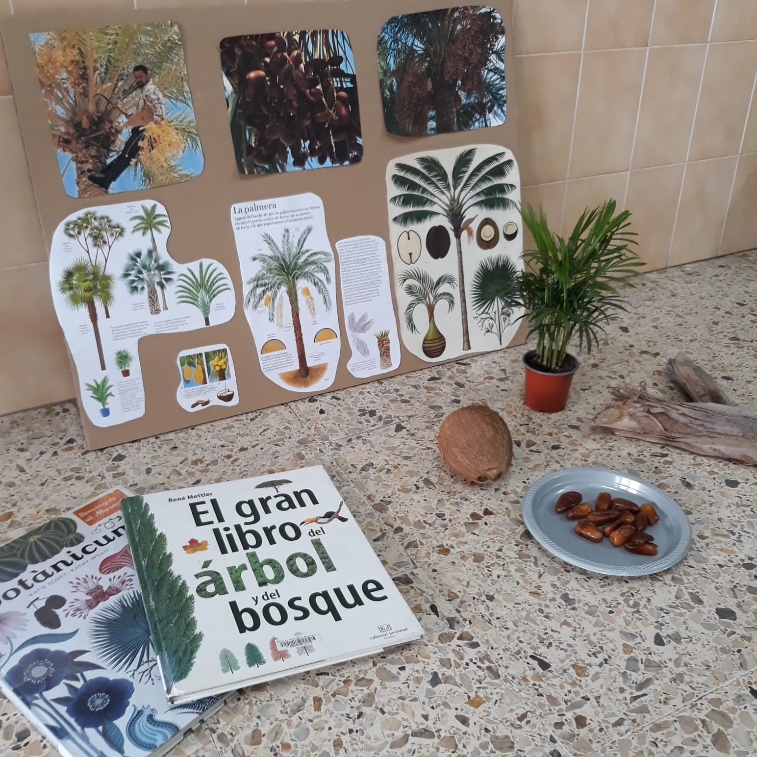 1r Palmera 2