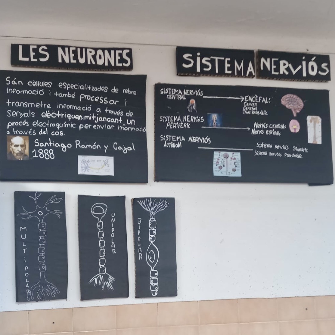 5e neurones Nov 25 2