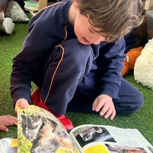 4P animals 1
